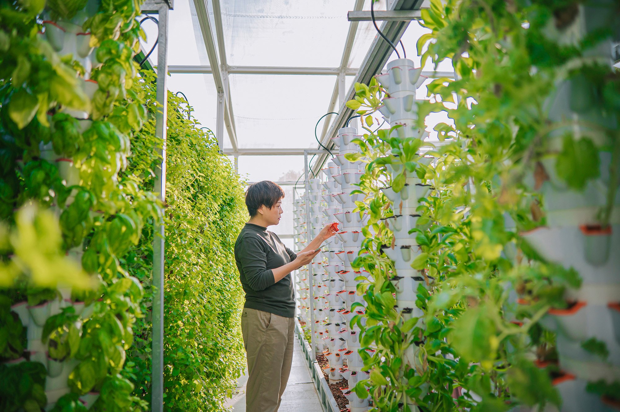 Asian Chinese woman examining bok choy in greenhouse Hydroponic Vertical Farm Eco system comparing date with digital tablet